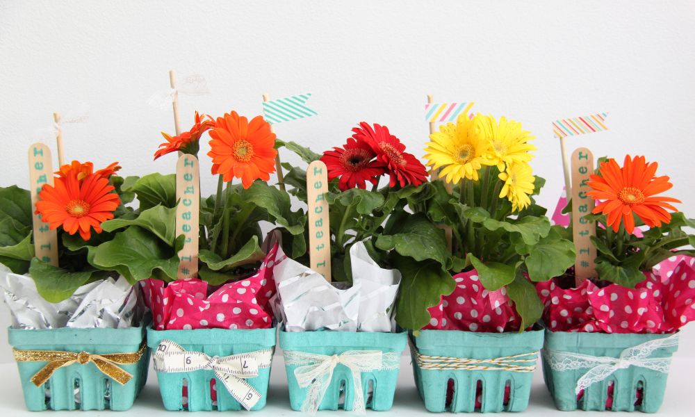 Colorful flower pots with vibrant blooms symbolizing gifts as a love language